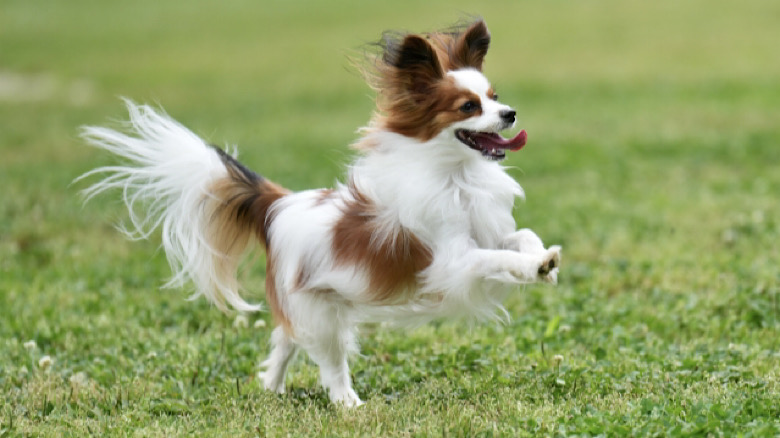 大分　犬　イベント　2024 第4回OITA DOGGO LAND