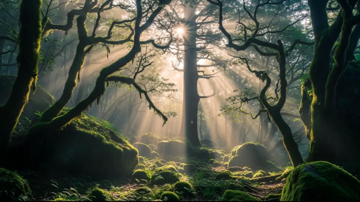 屋久島の森で感じる神秘体験|呼ばれた人しか行けない場所 屋久島の原始的な森に差し込む光、スピリチュアルな空気が漂う景色