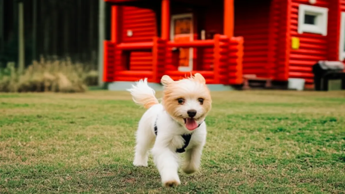 フォレスタ阿蘇グランピングで自然の中を走り回る小型犬とペットフレンドリーなコテージ