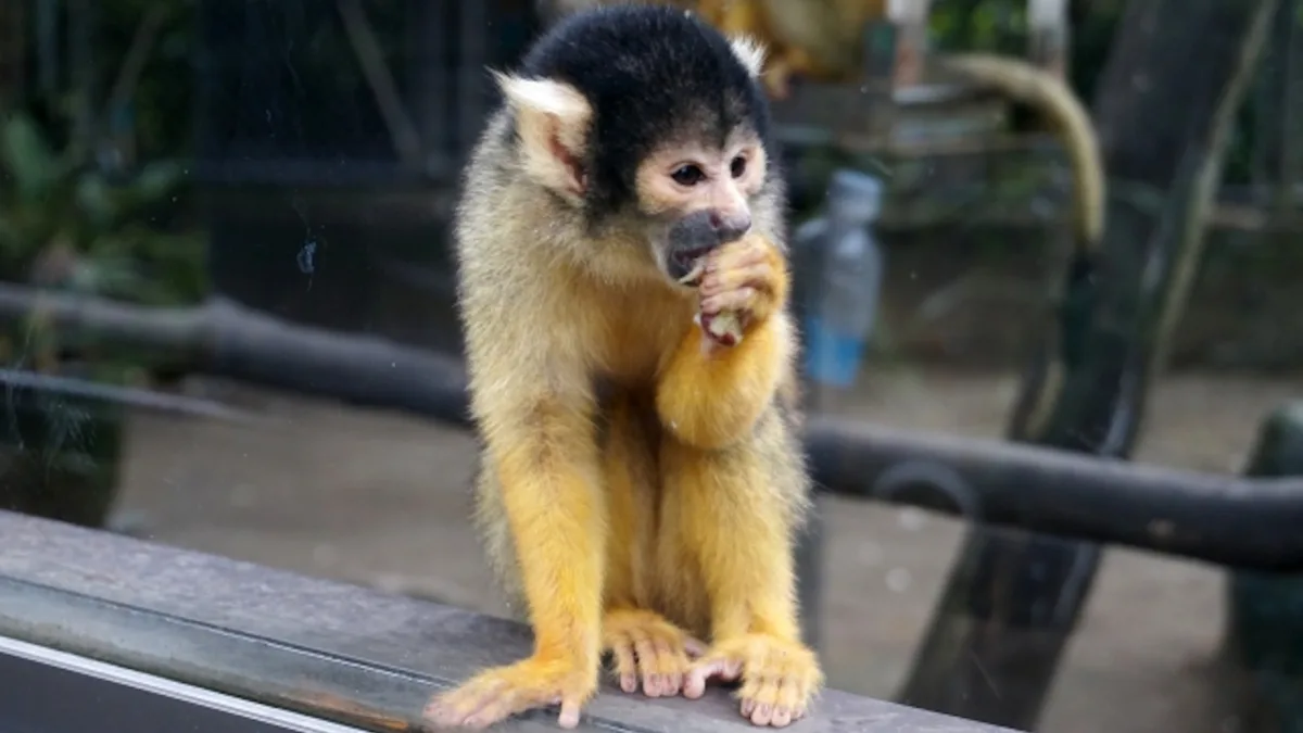 宮崎市フェニックス自然動物園の魅力を完全解説｜料金・アクセス・見どころガイド